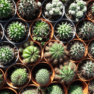 Top view of small cacti in pots